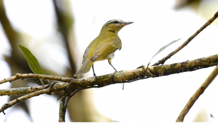 No 2ª sábado de maio é lembrado o Dia das Aves Migratórias, algumas passarão por Cotia