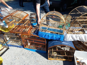 Cetas recebe animais v&iacute;timas de tr&aacute;fico da Pol&iacute;cia Civil Ambiental