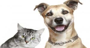 Cidade inicia &ldquo;Campanha de Castra&ccedil;&atilde;o&rdquo; de c&atilde;es e gatos