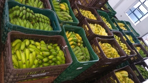 1200 familias jandirenses recebem mais de 2,5 toneladas de alimentos por semana