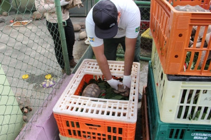 De volta pra casa: Cetas devolve 350 animais silvestres à natureza