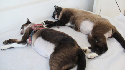 Barueri abre inscrições para castração de Pet´s no próximo dia 28