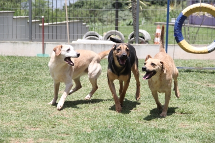 Sema abre agendamento de castração de pet´s na quinta,27