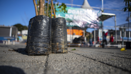 Doação de mudas em polo de vacinação comemora Dia da Mata Atlântica