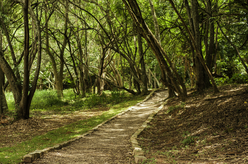 Cidade prepara programa&ccedil;&atilde;o especial na Semana do Meio Ambiente