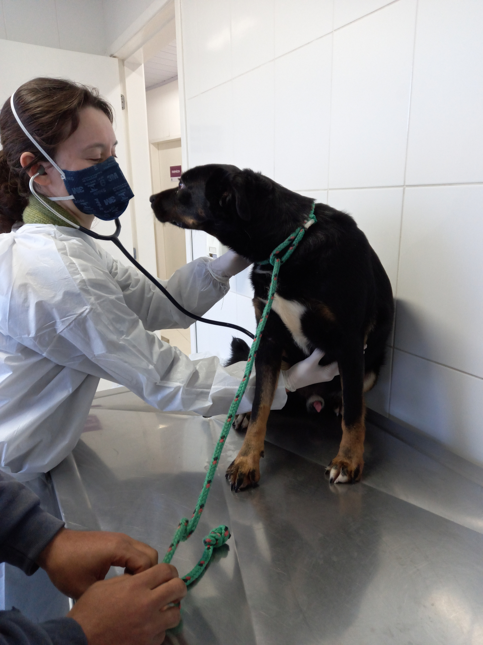 Programa "Meu Pet "do governo estadual chega a Barueri