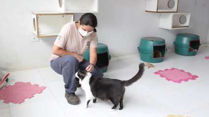 Feira Especial de Adoção de Pets acontece neste sábado, 29, no Cepad