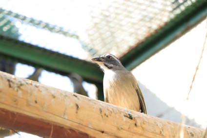 Dia Mundial dos Animais: Barueri é exemplo nacional no cuidado dos animais